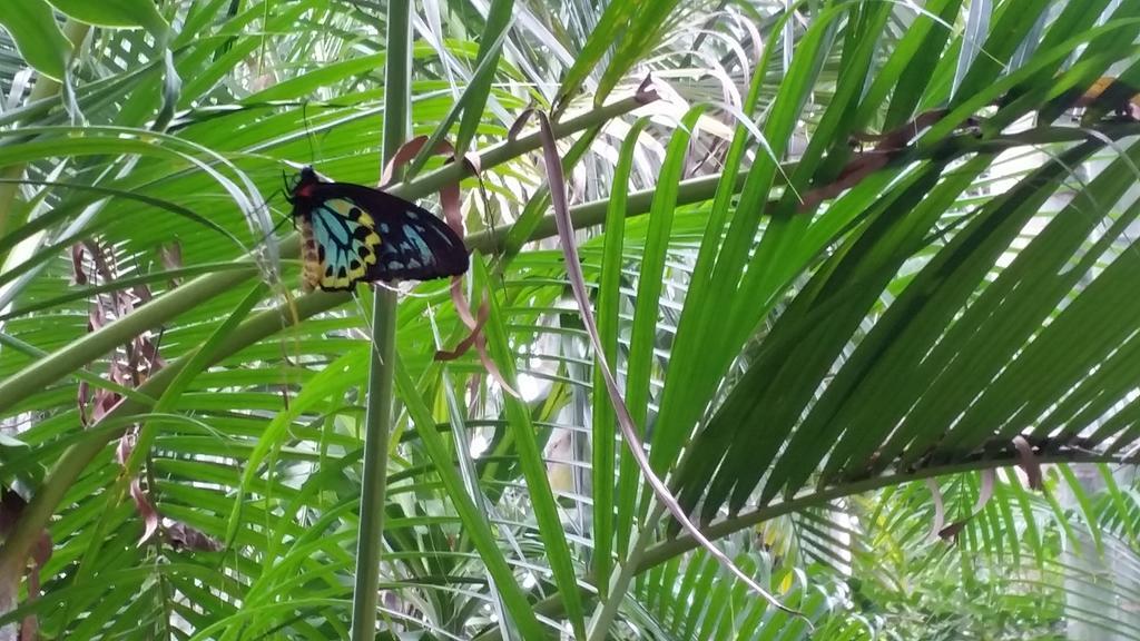 Shambhala Retreat Magnetic Island Cottages 넬리베이 외부 사진